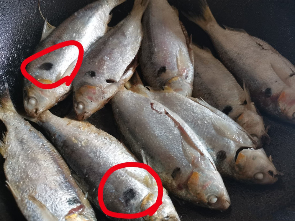 认鱼了,这什么鱼?鳃边还长了"黑痣"