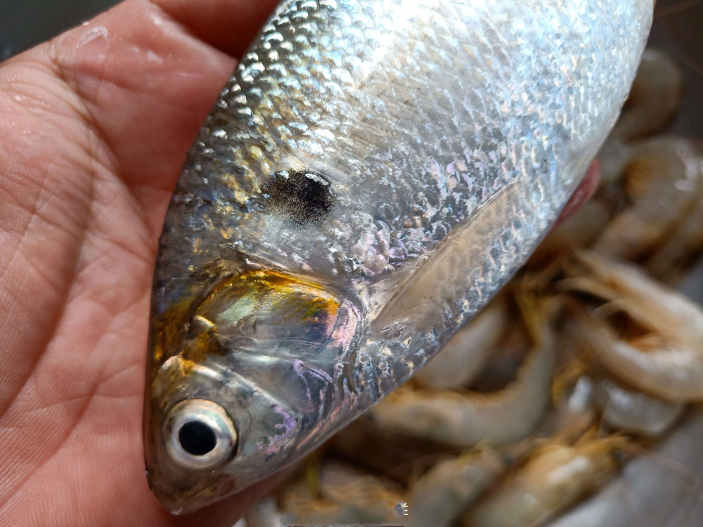 认鱼了,这什么鱼?鳃边还长了"黑痣"