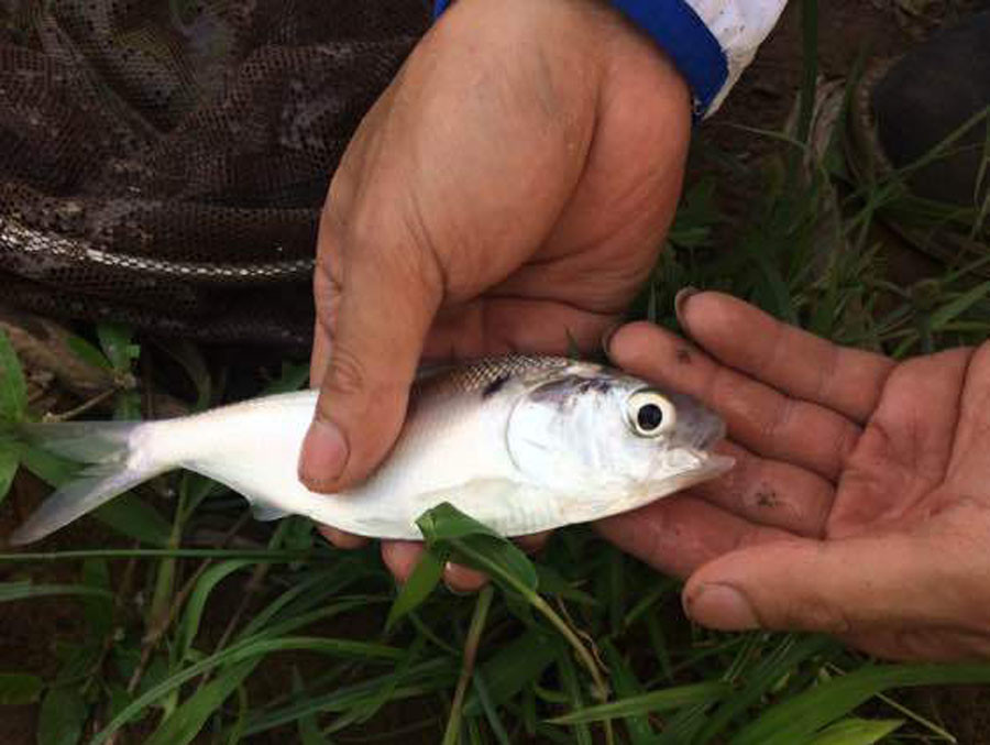 认鱼了,这什么鱼?鳃边还长了"黑痣"