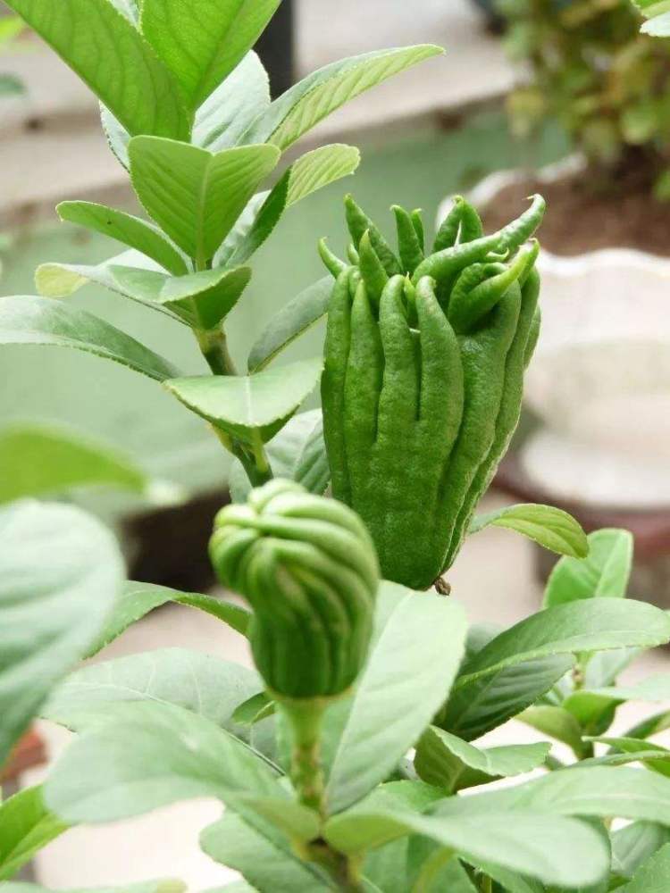 火龙果|在家也能种水果树，这3种水果生长很快，种植简单结果多