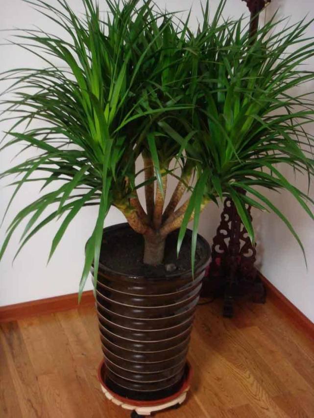 一个比一个能活,真正的长寿花|花卉盆栽|长寿花|银杏树|龙血树|盆栽