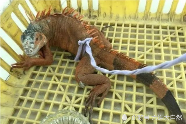 路边出现一只长相凶猛大蜥蜴 一身棕红色 疑是外来物种鬣蜥 绿鬣蜥 森林公安 鬣蜥 蜥蜴