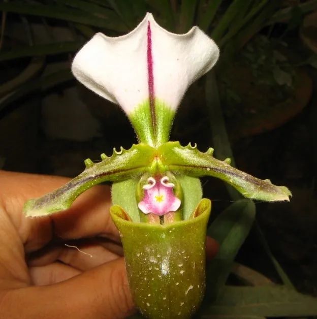 有"青蛙王子"美誉的白旗兜兰鉴赏辨识与保护现状