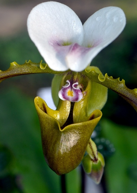 有"青蛙王子"美誉的白旗兜兰鉴赏辨识与保护现状_腾讯新闻