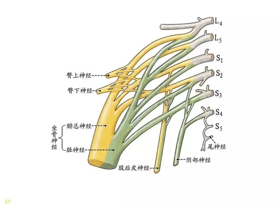 脊神经-解剖图