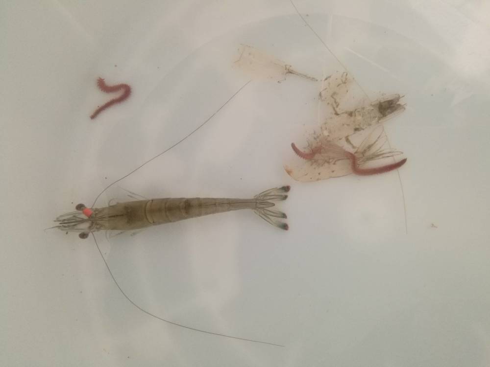 中国对虾一生要经过约50次蜕皮.