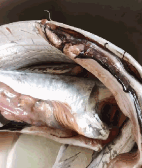 而鳕鱼,墨鱼,黄花鱼等也是异尖线虫的"乐土".