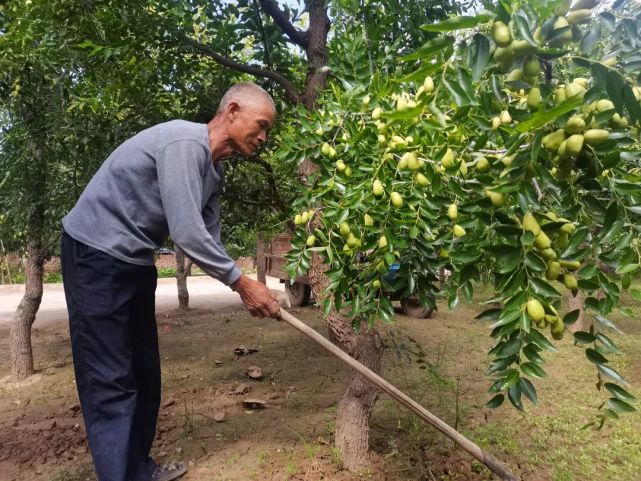 灵武市上桥村:幸福的生活比枣甜