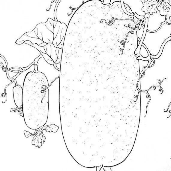 家常瓜類菜餚功效三,絲瓜,其含低熱量,低糖,含營養元素,維生素等,很適