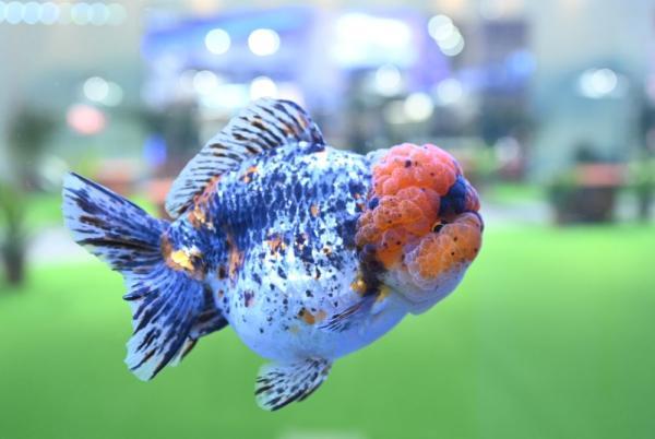 这些金鱼获奖了