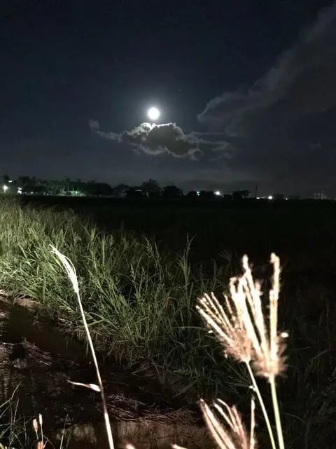 秋来夜风冷无眠听虫鸣