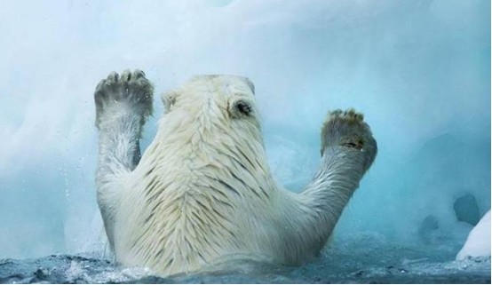 北极地区|北极还在“发高烧”，更可怕的还在后面，科学家担心恶性循环