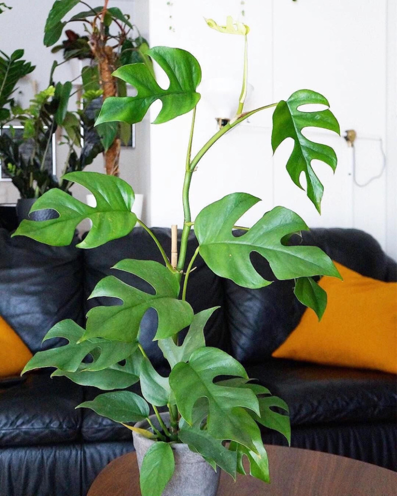 7种适合客厅小型观叶植物耐阴又耐看你认识几种