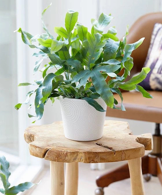 7种适合客厅小型观叶植物耐阴又耐看你认识几种