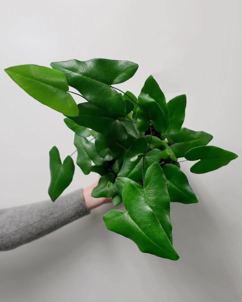 7种适合客厅小型观叶植物耐阴又耐看你认识几种