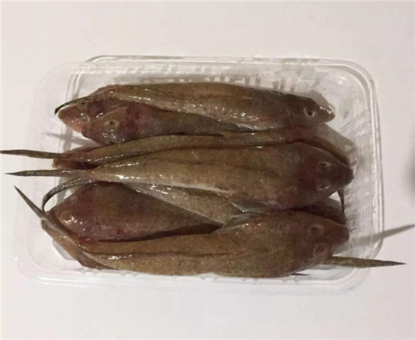 在潮汕有一种海鱼,土名叫鸡腿鱼,做好以后汤腥肉鲜,只能吃鱼肉