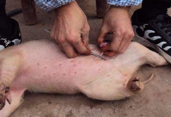 阉割有哪些好处呢?|小猪|仔猪|母猪