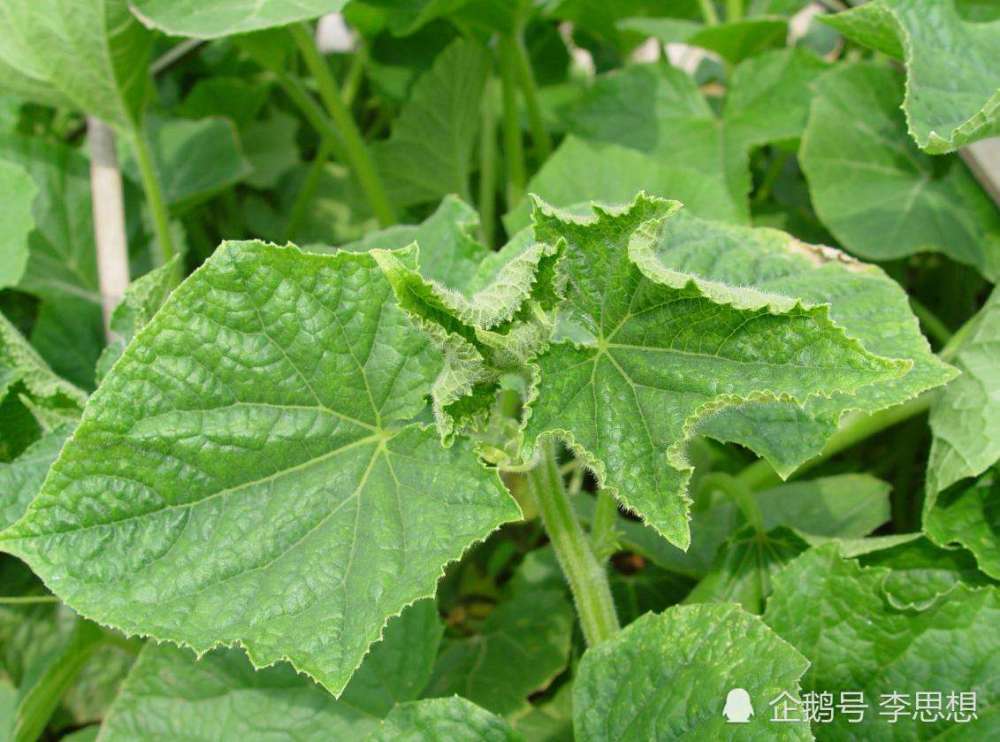 镶金边|黄瓜在生长过程中叶片出现镶金边是什么原因？