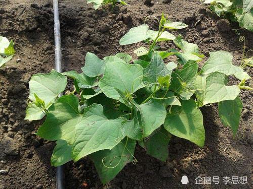 镶金边|黄瓜在生长过程中叶片出现镶金边是什么原因？