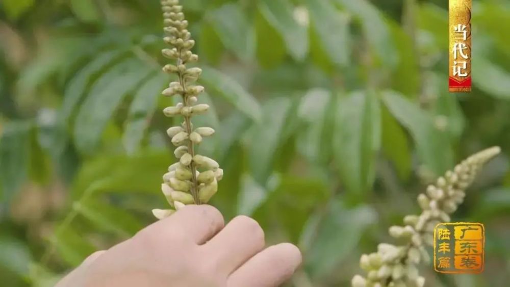 陆丰市|陆丰：海防前线守家卫国盖仔狮拙朴雄武 皮影戏传承创新忠勇大义故事流传