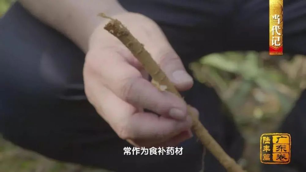 陆丰市|陆丰：海防前线守家卫国盖仔狮拙朴雄武 皮影戏传承创新忠勇大义故事流传