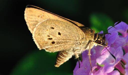 寒武纪|生物物种大爆发为什么偏偏发生在寒武纪？