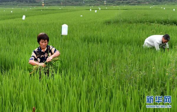 洋县纸坊街道周家坎村村民在水稻田间人工除草(7月31日摄).