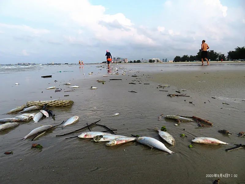 广西北海著名的银滩景区发现绵延近4公里的死鱼