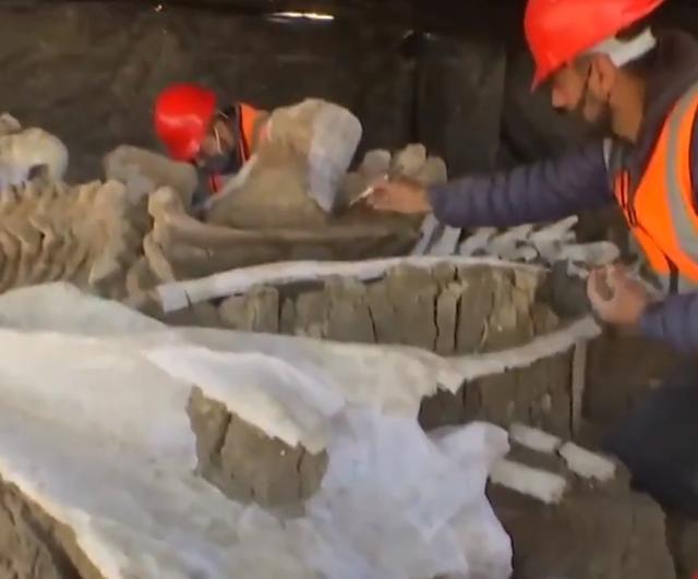 猛犸象|建筑工地上发现至少200具另类遗骸，人们却兴奋不已