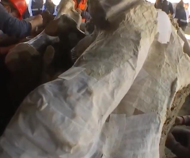 猛犸象|建筑工地上发现至少200具另类遗骸，人们却兴奋不已