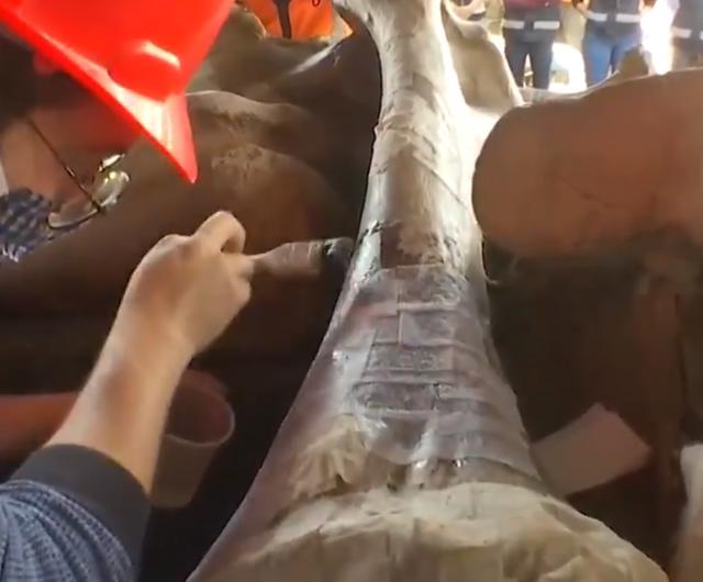 猛犸象|建筑工地上发现至少200具另类遗骸，人们却兴奋不已