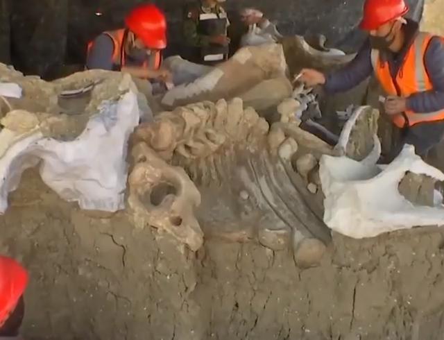 猛犸象|建筑工地上发现至少200具另类遗骸，人们却兴奋不已