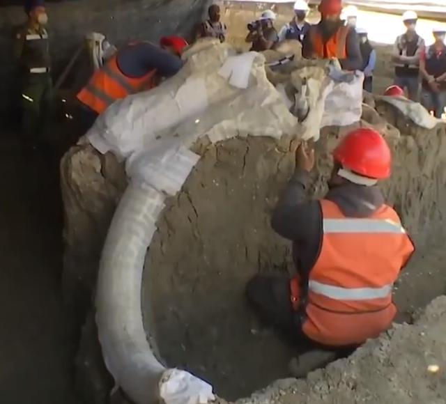 猛犸象|建筑工地上发现至少200具另类遗骸，人们却兴奋不已