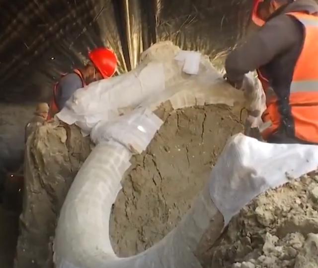 猛犸象|建筑工地上发现至少200具另类遗骸，人们却兴奋不已