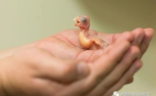 虎皮鹦鹉孵化玄凤受精蛋