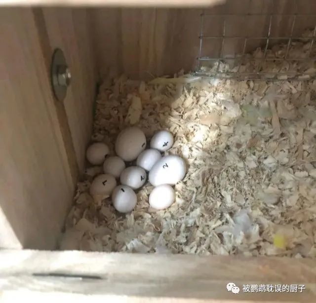 虎皮鸚鵡孵化玄鳳受精蛋