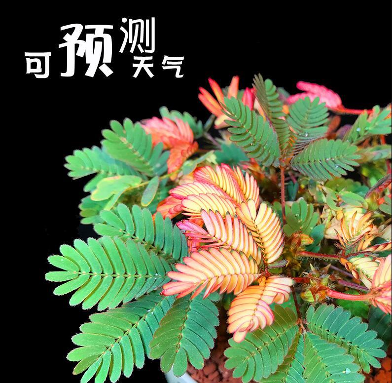 亲爱的花友们,感谢看完上面这篇关于《变锦含羞草简单介绍》的文章