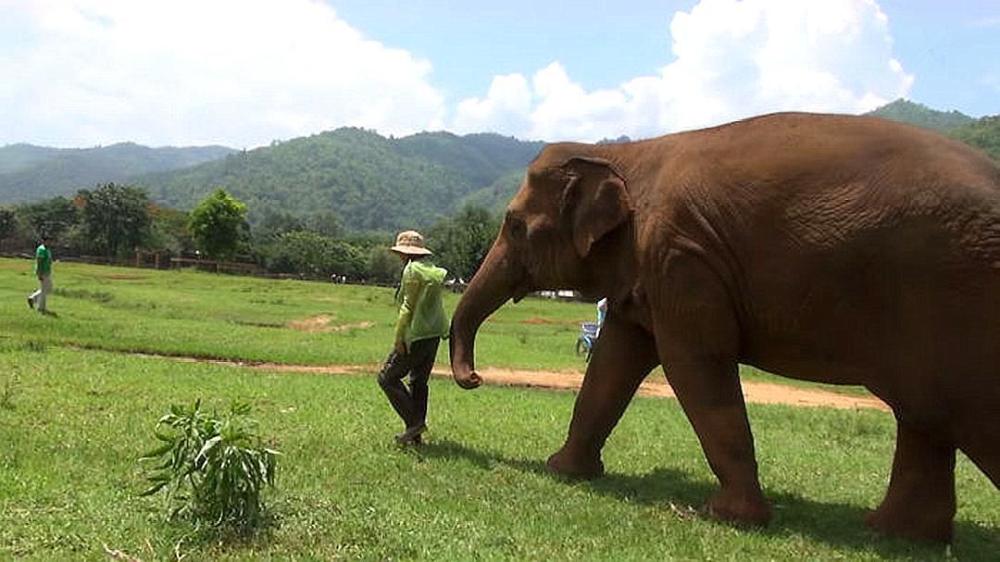 飼養員導遊時一頭大象突然將她擄走唱搖籃曲給我孩子聽