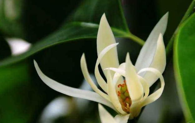 这5种花自带迷人香气 闻一下能上瘾 香雪兰 白兰花 米兰花 茉莉花 洋甘菊