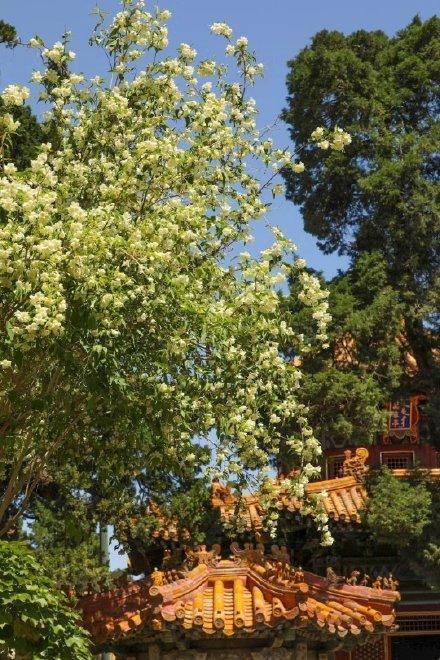 绛雪轩前太平花:当年慈禧特意移植来的这株花,有何迷离的身世?