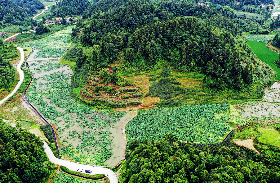 红河村特色农业绘就乡村振兴画卷
