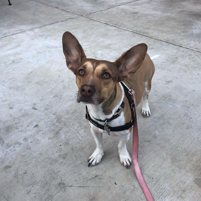 7个比特犬串串儿霸气在柯基和二哈面前一文不值