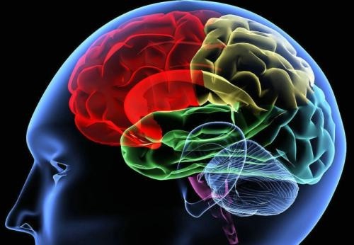 大脑|人类大脑在100％开发后会怎样？会变成神吗？科学解释在这