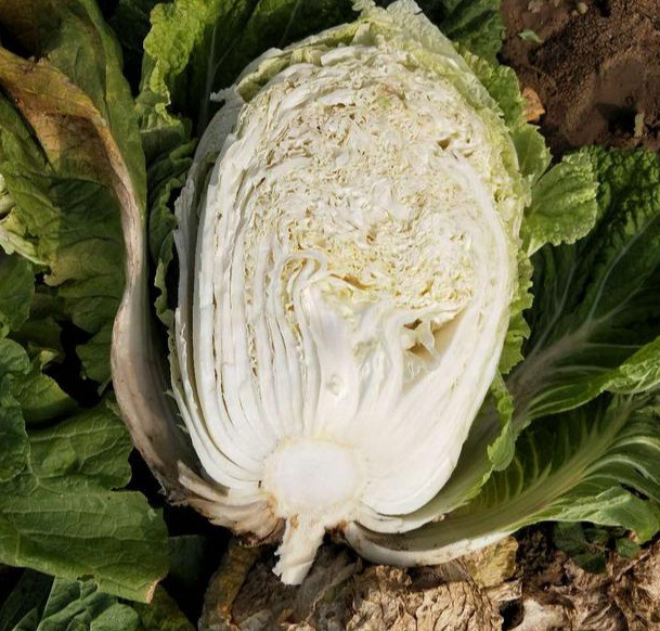 白菜|白菜烂心治不住？别用错方法了，注意2个问题，白菜长得好