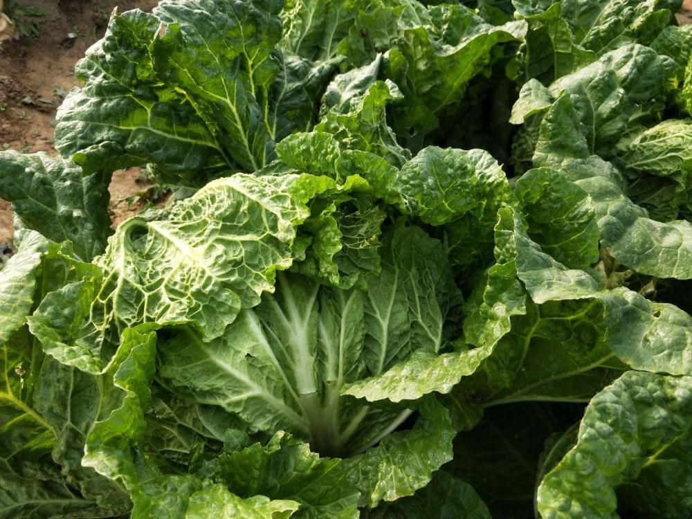 白菜|白菜烂心治不住？别用错方法了，注意2个问题，白菜长得好