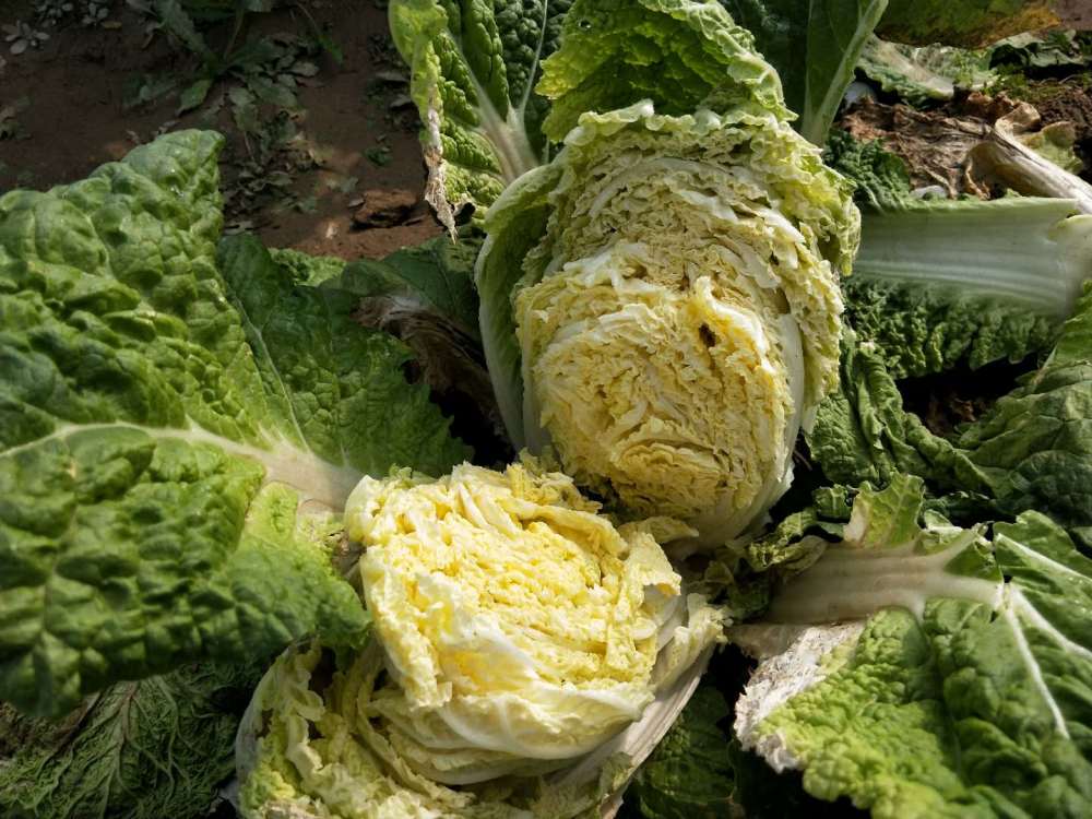 白菜|白菜烂心治不住？别用错方法了，注意2个问题，白菜长得好
