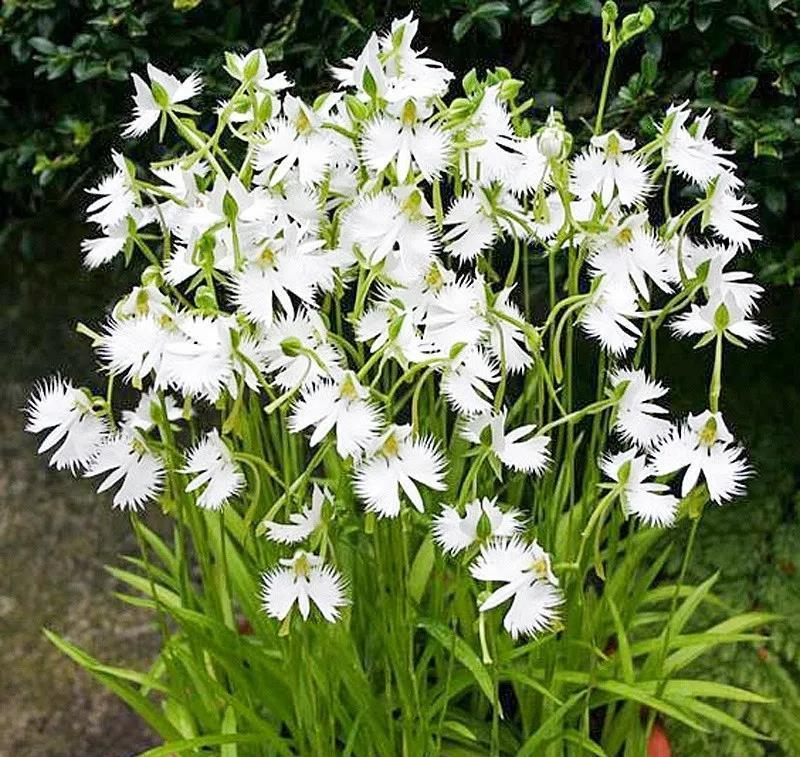 白鹭草,洁白可爱,花卉界的"小天使"!