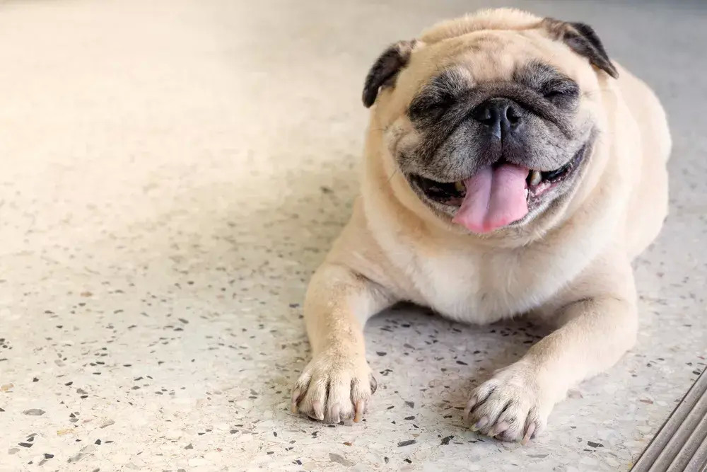 世界上性格最温柔的10种狗狗 拥有它们就相当拥有一个贴心的保姆