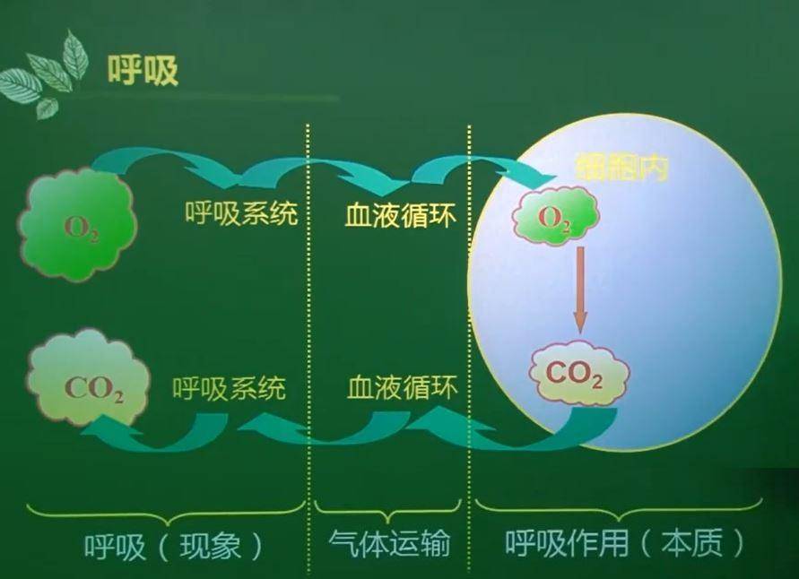 為身體供能,這個過程我們稱為細胞呼吸