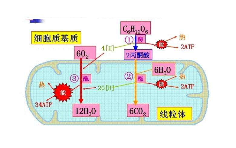 达尔文|如果达尔文没错，为何动物不呼吸氮气？答：土更多，为何吃肉